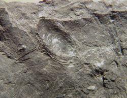 Carpolithus membranaceous